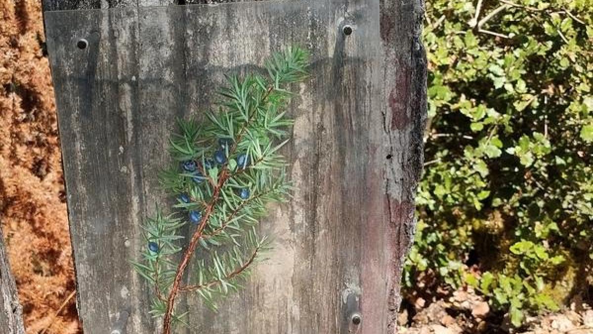 Quand les plantes rejoignent le mystique : découvrir le pouvoir spirituel des herbes